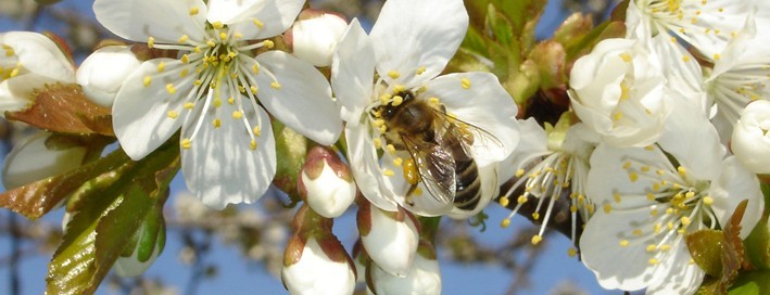 Honigbiene auf Kirschblüte