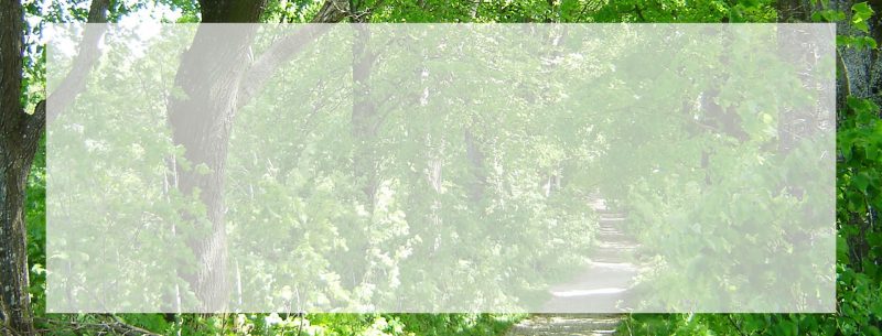 Headerimage Vitalholz