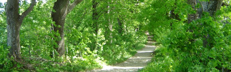 Waldweg Spring