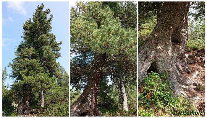 Zirbe Holz Gebirge