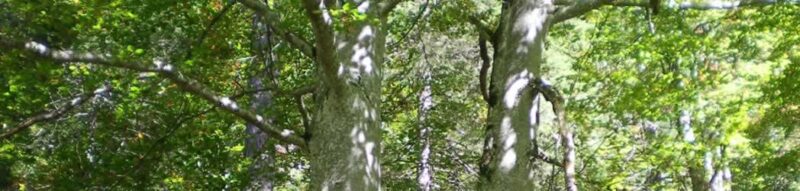 Vitalholz Buchen