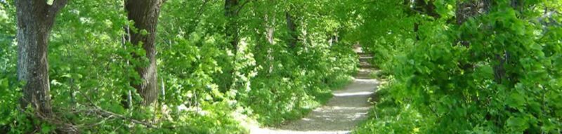 Vitalholz Waldweg