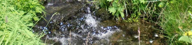 Wasserbelebung Getränk Vitalholz
